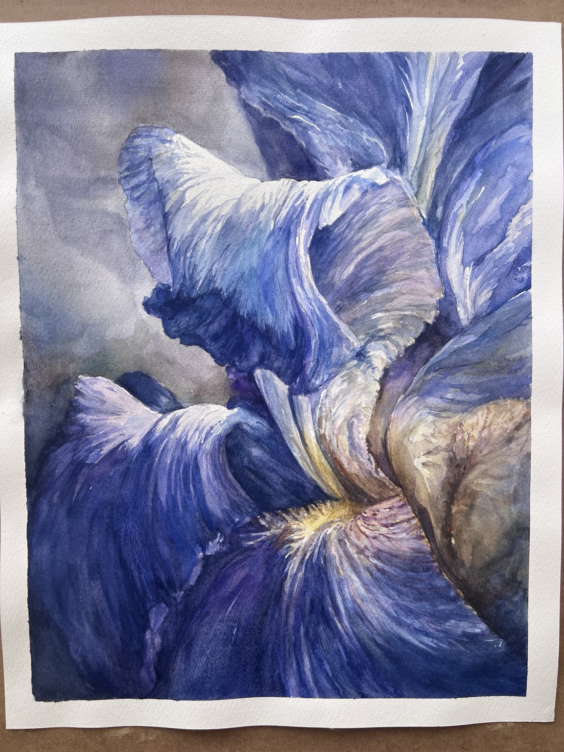 Macro watercolor of a deep blue iris against a smoky grey ground