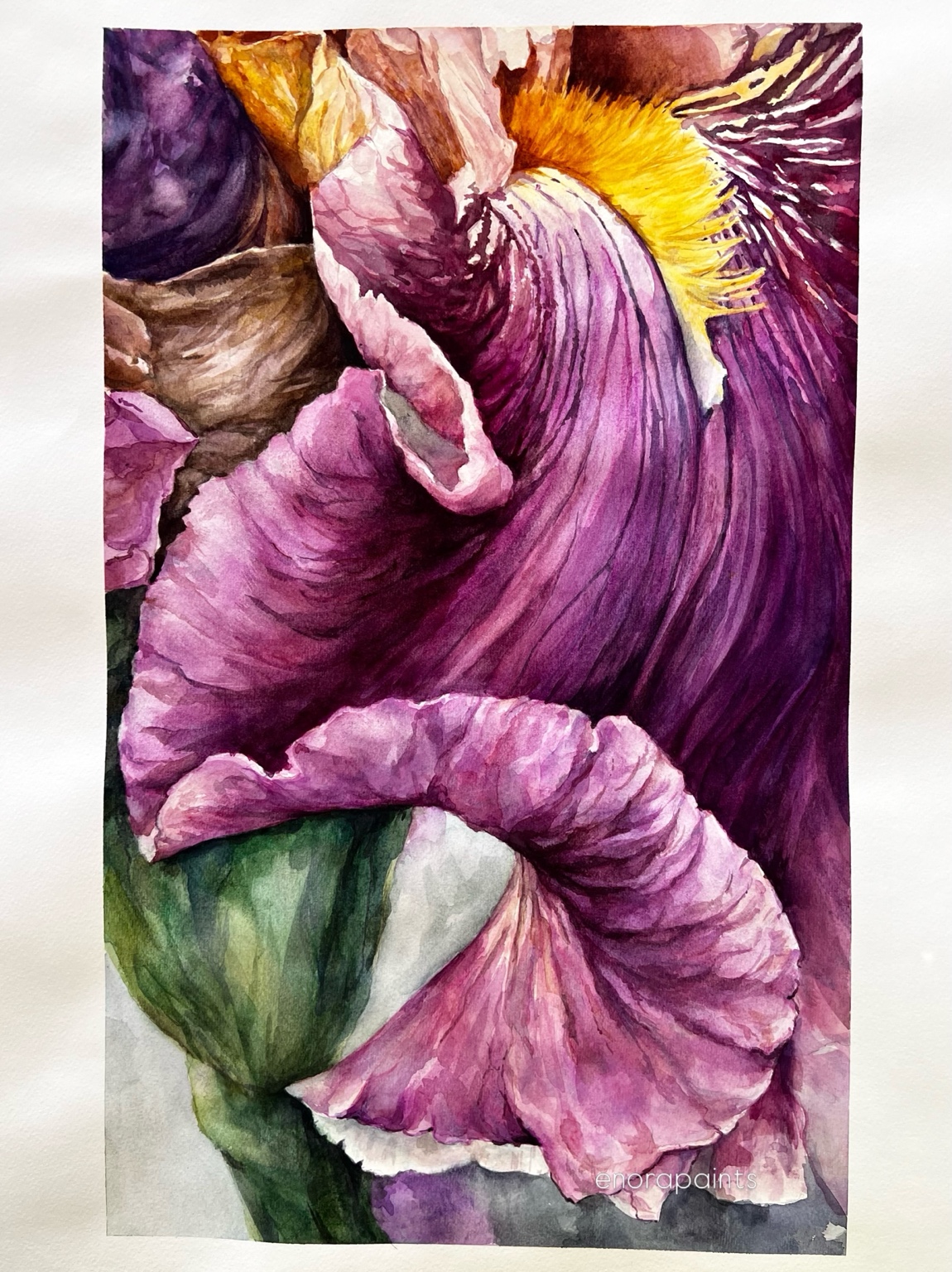 Macro watercolor of a violet iris with a golden beard and curling petals